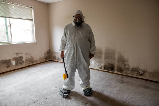 Best Preventive Mold Services in Heber Springs, AR